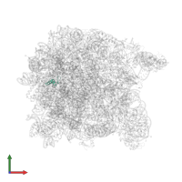 Large ribosomal subunit protein eL39 in PDB entry 2otj, assembly 1, front view.