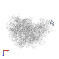 Large ribosomal subunit protein uL11 in PDB entry 2otj, assembly 1, top view.