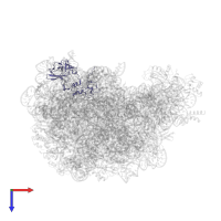 Large ribosomal subunit protein uL2 in PDB entry 2otj, assembly 1, top view.