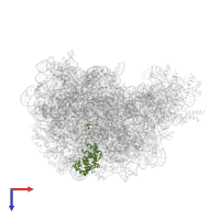 Large ribosomal subunit protein uL4 in PDB entry 2otj, assembly 1, top view.