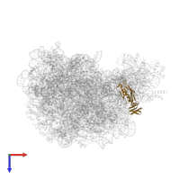 Large ribosomal subunit protein uL6 in PDB entry 2otj, assembly 1, top view.