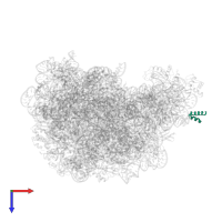 Large ribosomal subunit protein uL10 in PDB entry 2otj, assembly 1, top view.