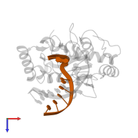 DNA strand1 in PDB entry 2oyt, assembly 1, top view.