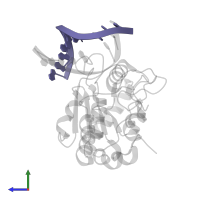 DNA strand2 in PDB entry 2oyt, assembly 1, side view.