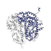 The deposited structure of PDB entry 2ozm contains 1 copy of SCOP domain 56673 (DNA polymerase I) in DNA-directed DNA polymerase. Showing 1 copy in chain C [auth A].