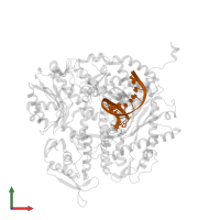 Primer DNA in PDB entry 2ozs, assembly 1, front view.