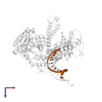 Primer DNA in PDB entry 2ozs, assembly 1, top view.
