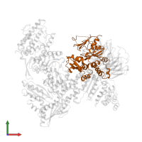 Actin-related protein 2 in PDB entry 2p9k, assembly 1, front view.