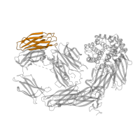 The deposited structure of PDB entry 2pn5 contains 1 copy of CATH domain 2.60.40.2950 (Immunoglobulin-like) in Thioester-containing protein 1 allele R1. Showing 1 copy in chain A.