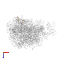 Large ribosomal subunit protein eL43 in PDB entry 2qa4, assembly 1, top view.