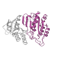 The deposited structure of PDB entry 2scu contains 2 copies of SCOP domain 52211 (Succinyl-CoA synthetase domains) in Succinate--CoA ligase [ADP-forming] subunit alpha. Showing 1 copy in chain A.