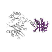 The deposited structure of PDB entry 2scu contains 2 copies of Pfam domain PF00549 (CoA-ligase) in Succinate--CoA ligase [ADP-forming] subunit beta. Showing 1 copy in chain B.