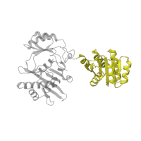 The deposited structure of PDB entry 2scu contains 2 copies of SCOP domain 52211 (Succinyl-CoA synthetase domains) in Succinate--CoA ligase [ADP-forming] subunit beta. Showing 1 copy in chain B.