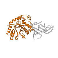 The deposited structure of PDB entry 2sfp contains 2 copies of SCOP domain 51420 (Alanine racemase-like, N-terminal domain) in Alanine racemase. Showing 1 copy in chain A.