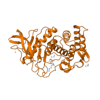 The deposited structure of PDB entry 2tlx contains 1 copy of SCOP domain 55490 (Thermolysin-like) in Thermolysin. Showing 1 copy in chain A.
