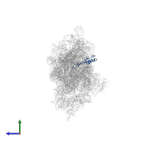 Small ribosomal subunit protein uS10 in PDB entry 2uuc, assembly 1, side view.