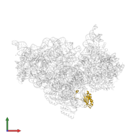 Small ribosomal subunit protein uS11 in PDB entry 2uuc, assembly 1, front view.