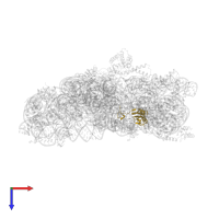 Small ribosomal subunit protein uS11 in PDB entry 2uuc, assembly 1, top view.