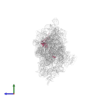 Small ribosomal subunit protein uS12 in PDB entry 2uuc, assembly 1, side view.