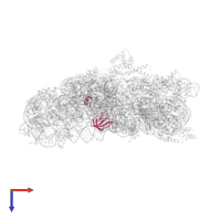 Small ribosomal subunit protein uS12 in PDB entry 2uuc, assembly 1, top view.