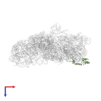Small ribosomal subunit protein uS13 in PDB entry 2uuc, assembly 1, top view.