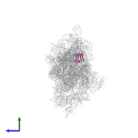 Small ribosomal subunit protein bS16 in PDB entry 2uuc, assembly 1, side view.