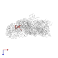 Small ribosomal subunit protein uS17 in PDB entry 2uuc, assembly 1, top view.