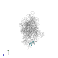 Small ribosomal subunit protein bS18 in PDB entry 2uuc, assembly 1, side view.