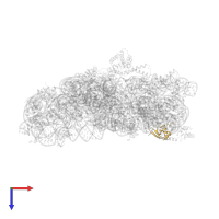 Small ribosomal subunit protein uS19 in PDB entry 2uuc, assembly 1, top view.