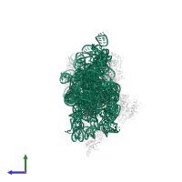 16S ribosomal RNA in PDB entry 2uuc, assembly 1, side view.