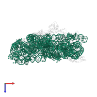 16S ribosomal RNA in PDB entry 2uuc, assembly 1, top view.