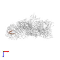 Small ribosomal subunit protein bS20 in PDB entry 2uuc, assembly 1, top view.