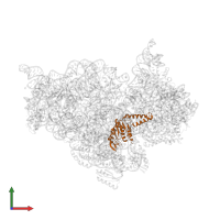 Small ribosomal subunit protein uS2 in PDB entry 2uuc, assembly 1, front view.