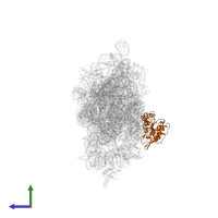 Small ribosomal subunit protein uS2 in PDB entry 2uuc, assembly 1, side view.