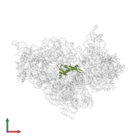 Small ribosomal subunit protein uS5 in PDB entry 2uuc, assembly 1, front view.