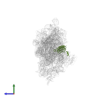 Small ribosomal subunit protein uS5 in PDB entry 2uuc, assembly 1, side view.