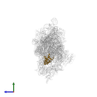 Small ribosomal subunit protein uS7 in PDB entry 2uuc, assembly 1, side view.