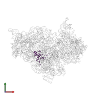 Small ribosomal subunit protein uS8 in PDB entry 2uuc, assembly 1, front view.