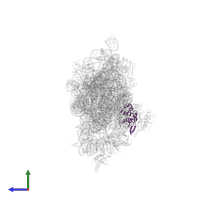 Small ribosomal subunit protein uS8 in PDB entry 2uuc, assembly 1, side view.