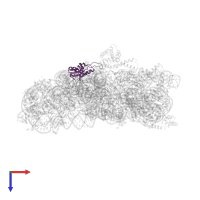 Small ribosomal subunit protein uS8 in PDB entry 2uuc, assembly 1, top view.