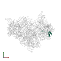 Small ribosomal subunit protein uS9 in PDB entry 2uuc, assembly 1, front view.