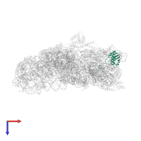 Small ribosomal subunit protein uS9 in PDB entry 2uuc, assembly 1, top view.
