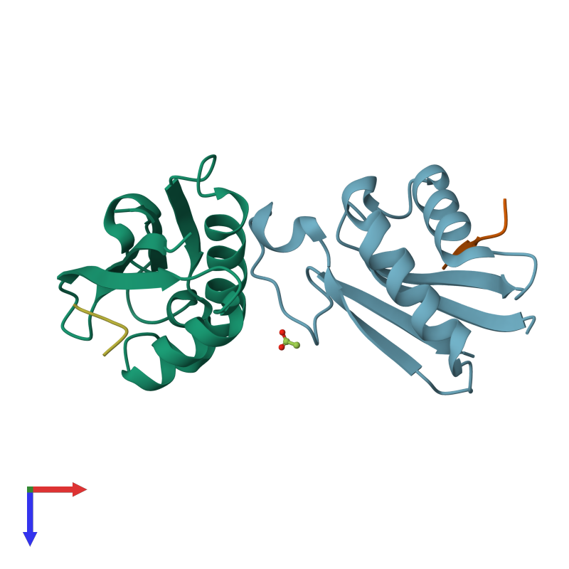 <div class='caption-body'><ul class ='image_legend_ul'>The deposited structure of PDB entry 2v3s coloured by chain and viewed from the top. The entry contains: <li class ='image_legend_li'>2 copies of SERINE/THREONINE-PROTEIN KINASE OSR1</li> <li class ='image_legend_li'>2 copies of SERINE/THREONINE-PROTEIN KINASE WNK4</li><li class ='image_legend_li'>[]<ul class ='image_legend_ul'><li class ='image_legend_li'>1 copy of ACETATE ION</li></ul></li></div>