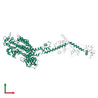 Myosin heavy chain, striated muscle in PDB entry 2w4v, assembly 1, front view.