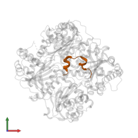 Insulin A chain in PDB entry 2wby, assembly 1, front view.