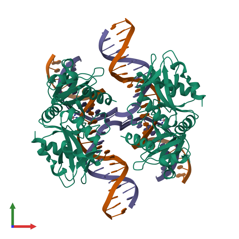 <div class='caption-body'><ul class ='image_legend_ul'> Octameric assembly 1 of PDB entry 2wj0 coloured by chemically distinct molecules and viewed from the front. This assembly contains:<li class ='image_legend_li'>4 copies of ARCHAEAL HJC</li><li class ='image_legend_li'>2 copies of HALF-JUNCTION</li><li class ='image_legend_li'>2 copies of HALF-JUNCTION</li><li class ='image_legend_li'>2 copies of COBALT HEXAMMINE(III)</li></ul></div>