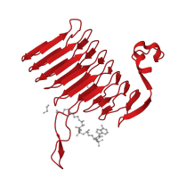 The deposited structure of PDB entry 2wlf contains 3 copies of CATH domain 2.160.10.10 (UDP N-Acetylglucosamine Acyltransferase; domain 1) in Polysialic acid O-acetyltransferase. Showing 1 copy in chain B.