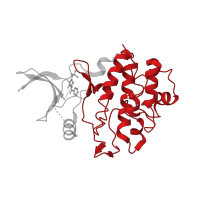 The deposited structure of PDB entry 2wms contains 1 copy of CATH domain 1.10.510.10 (Transferase(Phosphotransferase); domain 1) in Serine/threonine-protein kinase Chk1. Showing 1 copy in chain A.
