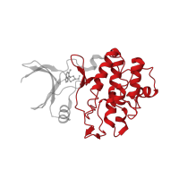 The deposited structure of PDB entry 2wmw contains 1 copy of CATH domain 1.10.510.10 (Transferase(Phosphotransferase); domain 1) in Serine/threonine-protein kinase Chk1. Showing 1 copy in chain A.