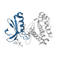 The deposited structure of PDB entry 2wqe contains 1 copy of CATH domain 3.30.200.20 (Phosphorylase Kinase; domain 1) in Aurora kinase A. Showing 1 copy in chain A.